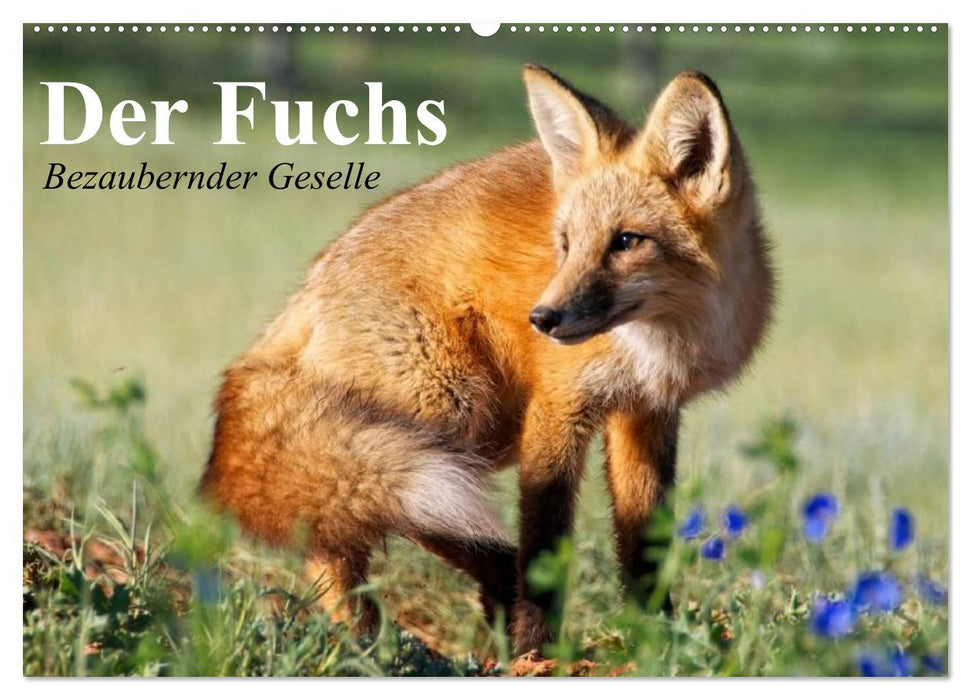 Der Fuchs. Bezaubernder Geselle (CALVENDO Wandkalender 2025)