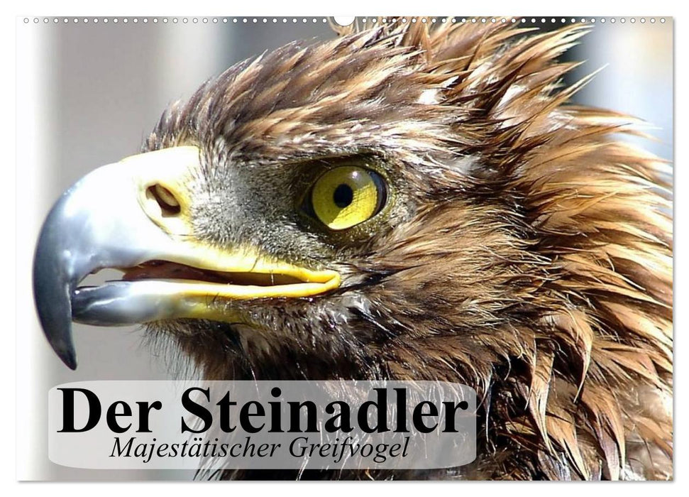 Der Steinadler. Majestätischer Greifvogel (CALVENDO Wandkalender 2025)