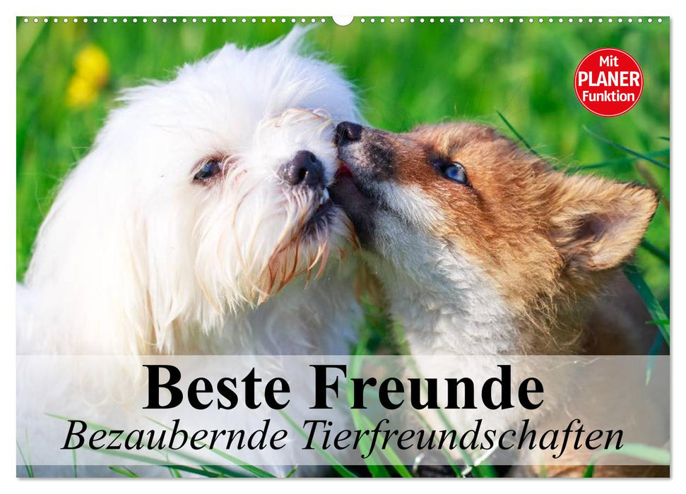 Beste Freunde. Bezaubernde Tierfreundschaften (CALVENDO Wandkalender 2025)