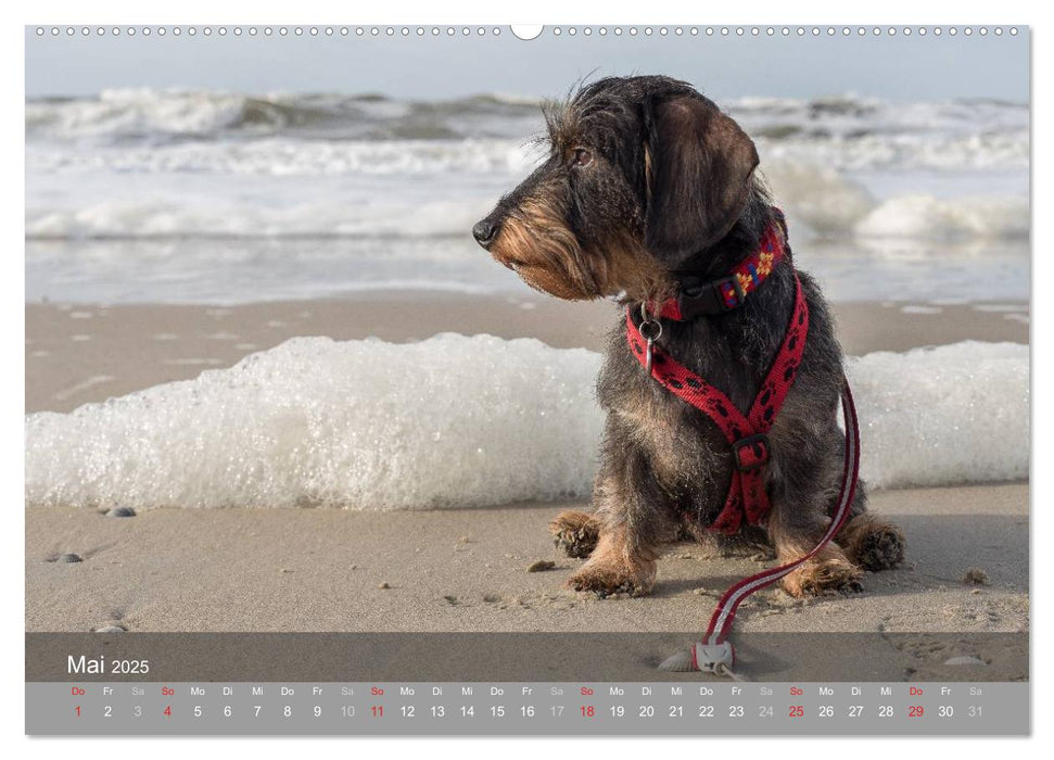 Texel - Meine Insel (CALVENDO Wandkalender 2025)