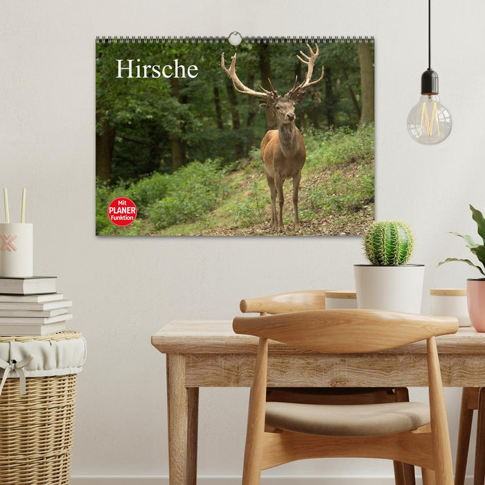 Hirsche (CALVENDO Wandkalender 2025)