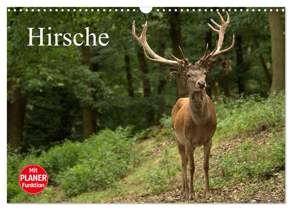 Hirsche (CALVENDO Wandkalender 2025)