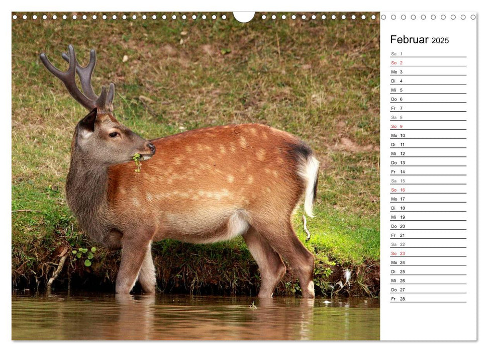 Hirsche (CALVENDO Wandkalender 2025)