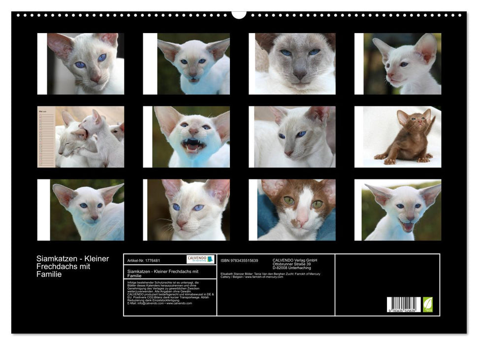 Siamkatzen - Kleiner Frechdachs mit Familie (CALVENDO Wandkalender 2025)