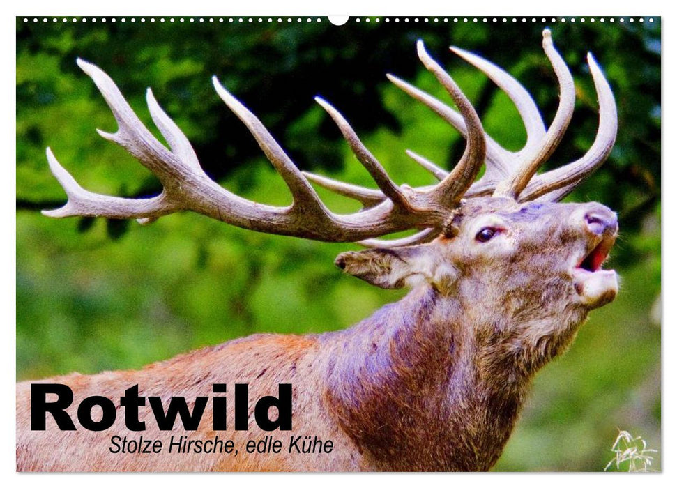 Rotwild. Edle Hirsche, stolze Kühe (CALVENDO Wandkalender 2025)