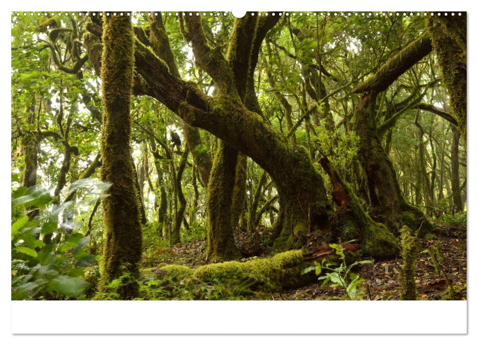 LA GOMERA Isla Bonita (CALVENDO Wandkalender 2025)