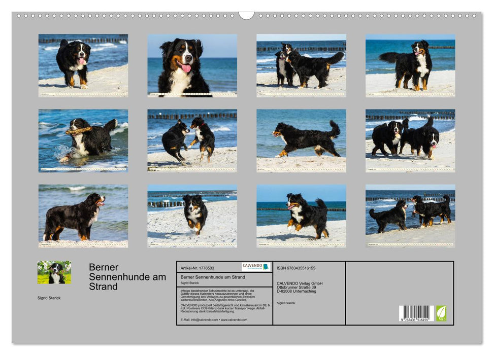 Berner Sennenhunde am Strand (CALVENDO Wandkalender 2025)