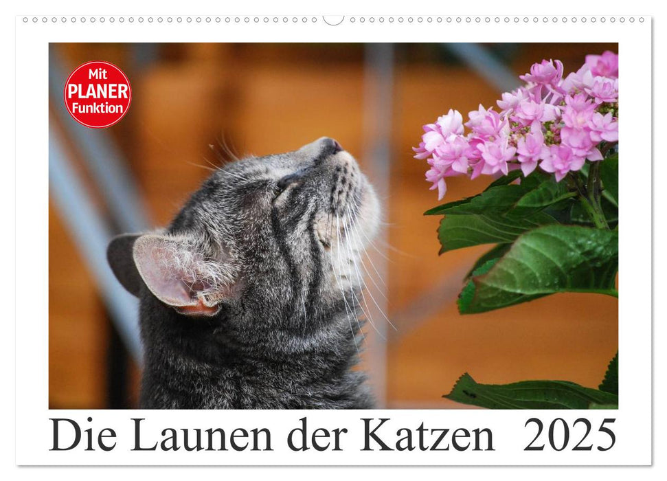 Die Launen der Katzen 2025 (CALVENDO Wandkalender 2025)