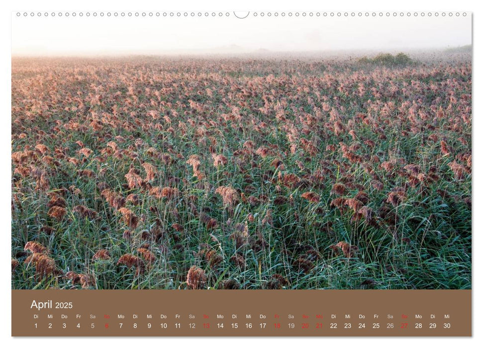 Der Federsee - Vogelparadies in Oberschwaben (CALVENDO Wandkalender 2025)