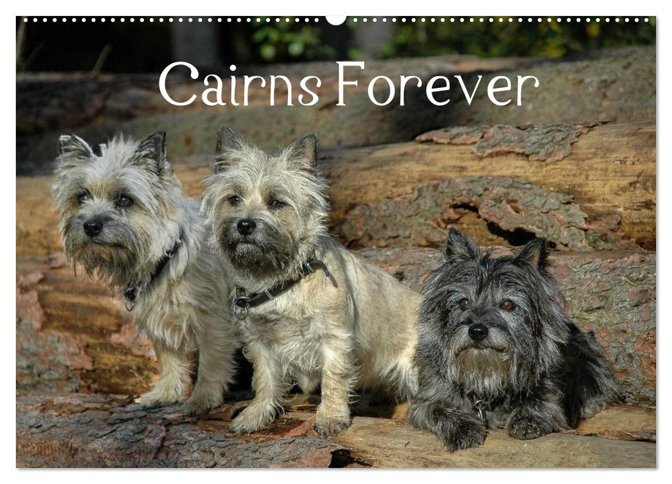 Cairns Forever (CALVENDO Wandkalender 2025)