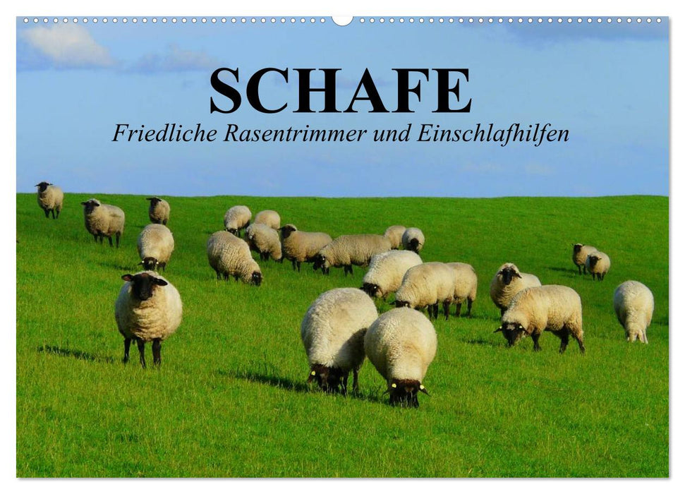 Schafe. Friedliche Rasentrimmer und Einschlafhilfen (CALVENDO Wandkalender 2025)