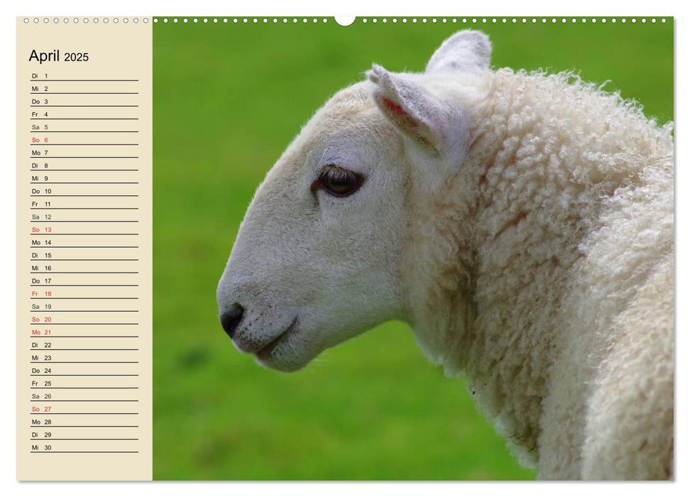 Schafe. Friedliche Rasentrimmer und Einschlafhilfen (CALVENDO Wandkalender 2025)