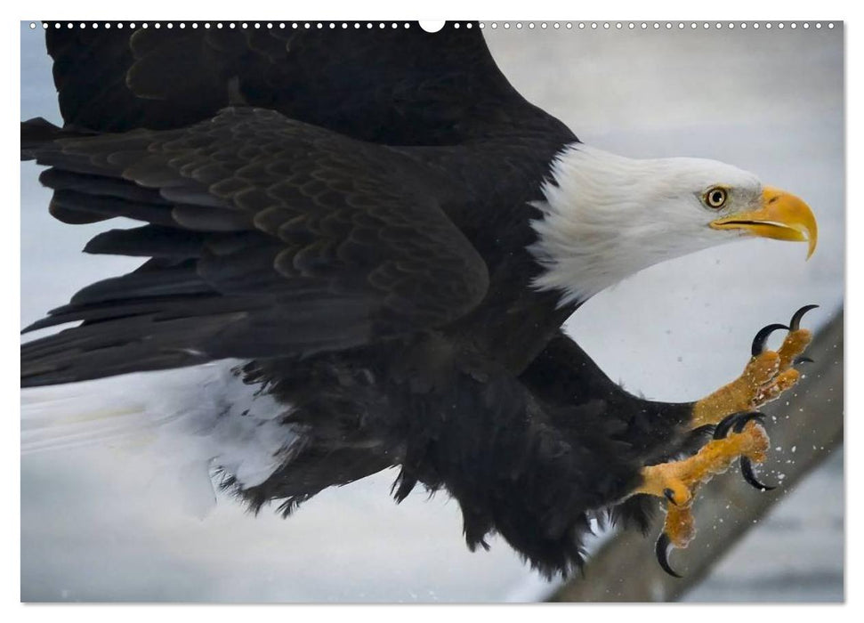 Weißkopfseeadler. Symbol der Freiheit (CALVENDO Wandkalender 2025)