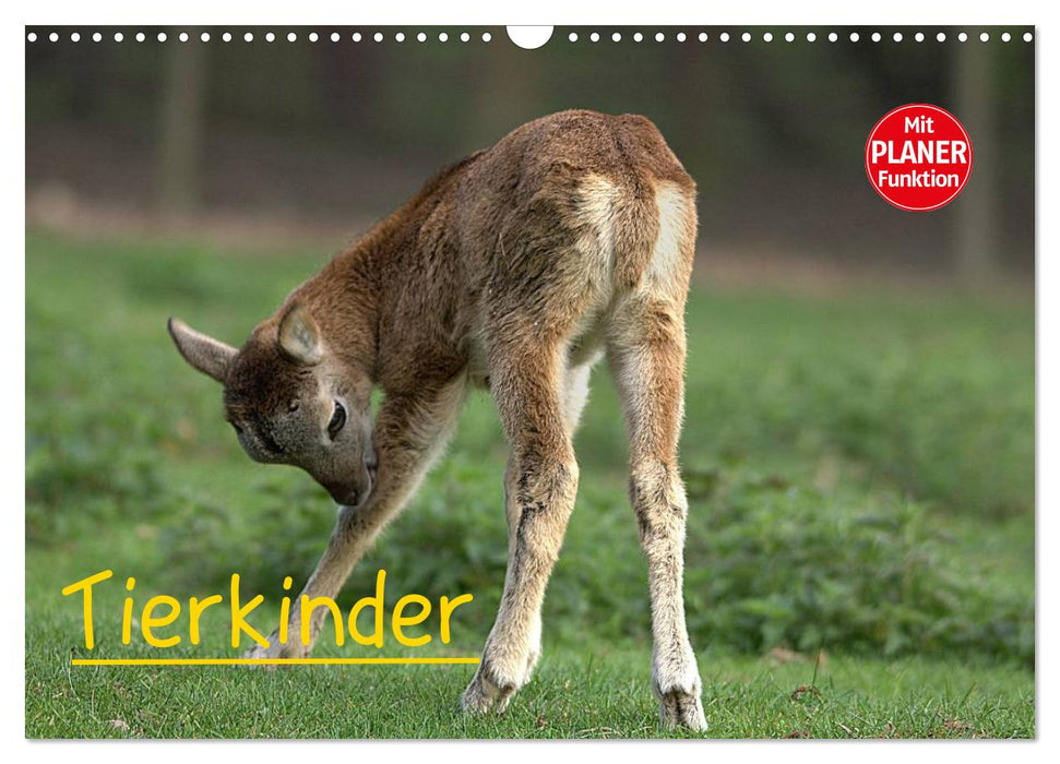 Tierkinder (CALVENDO Wandkalender 2025)