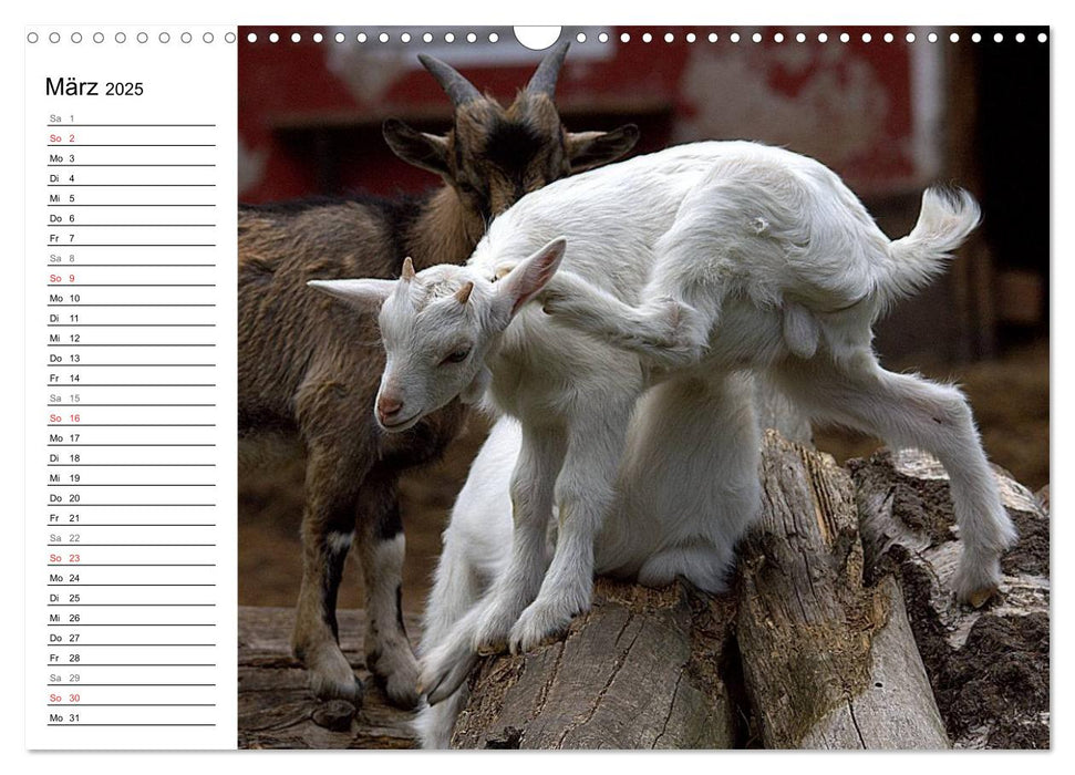 Tierkinder (CALVENDO Wandkalender 2025)