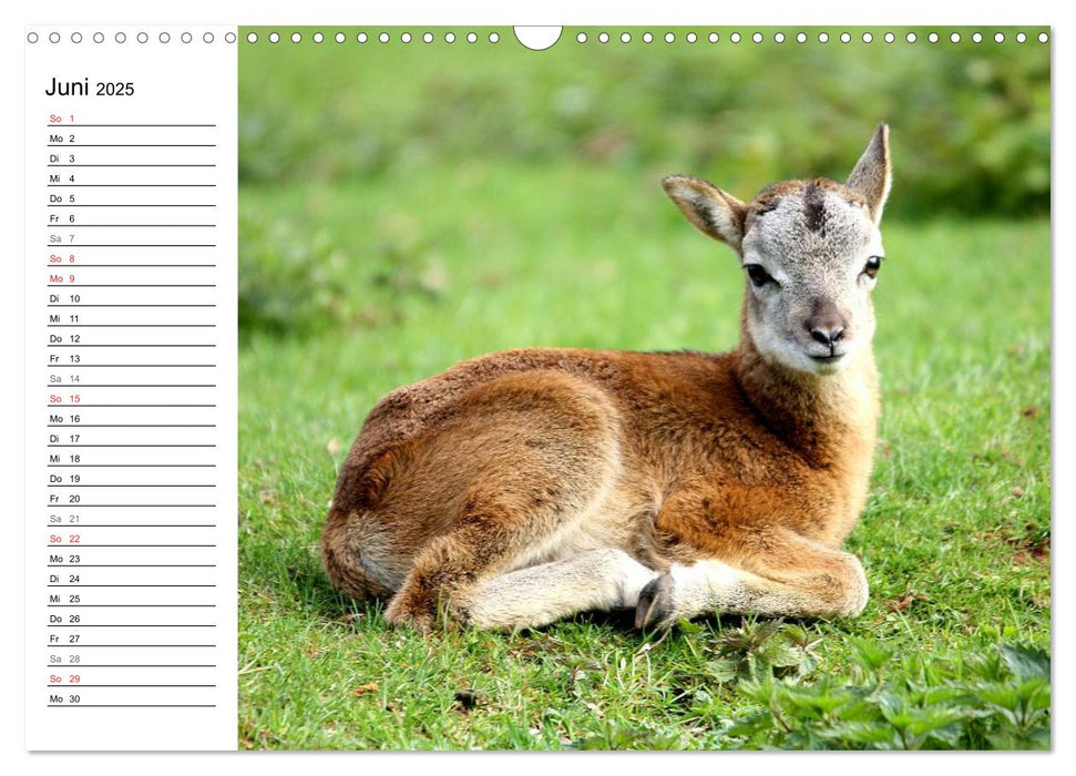 Tierkinder (CALVENDO Wandkalender 2025)