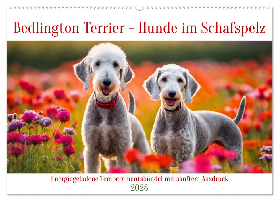 Bedlington Terrier - Hunde im Schafspelz (CALVENDO Wandkalender 2025)