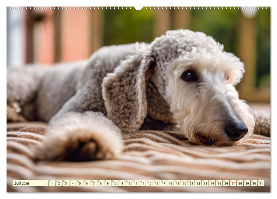 Bedlington Terrier - Hunde im Schafspelz (CALVENDO Premium Wandkalender 2025)