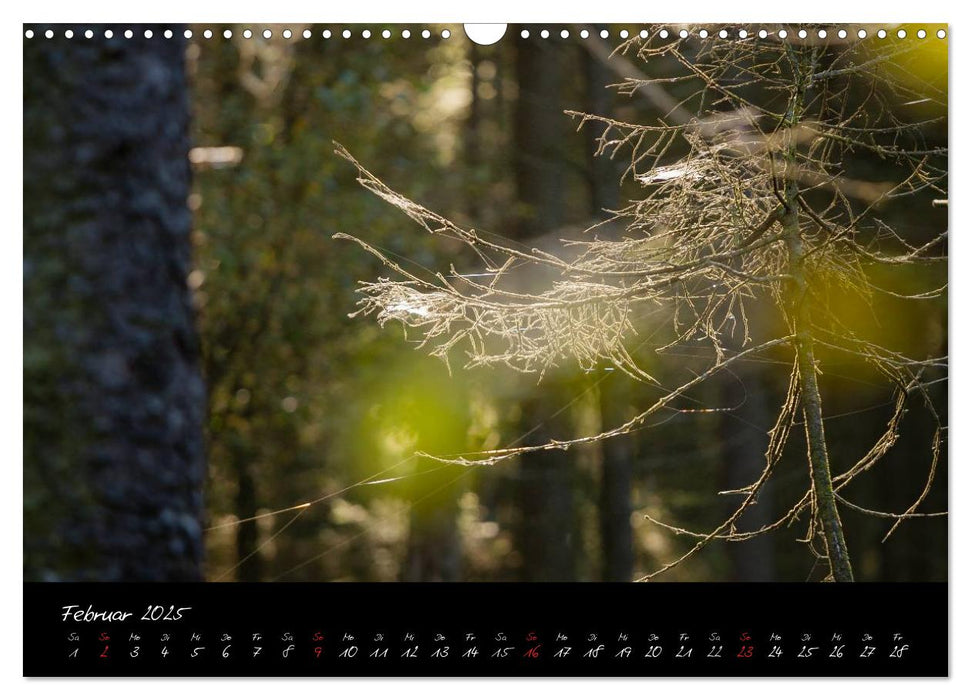 Hochmoor Hohes Venn (CALVENDO Wandkalender 2025)