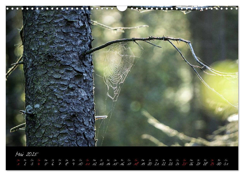 Hochmoor Hohes Venn (CALVENDO Wandkalender 2025)