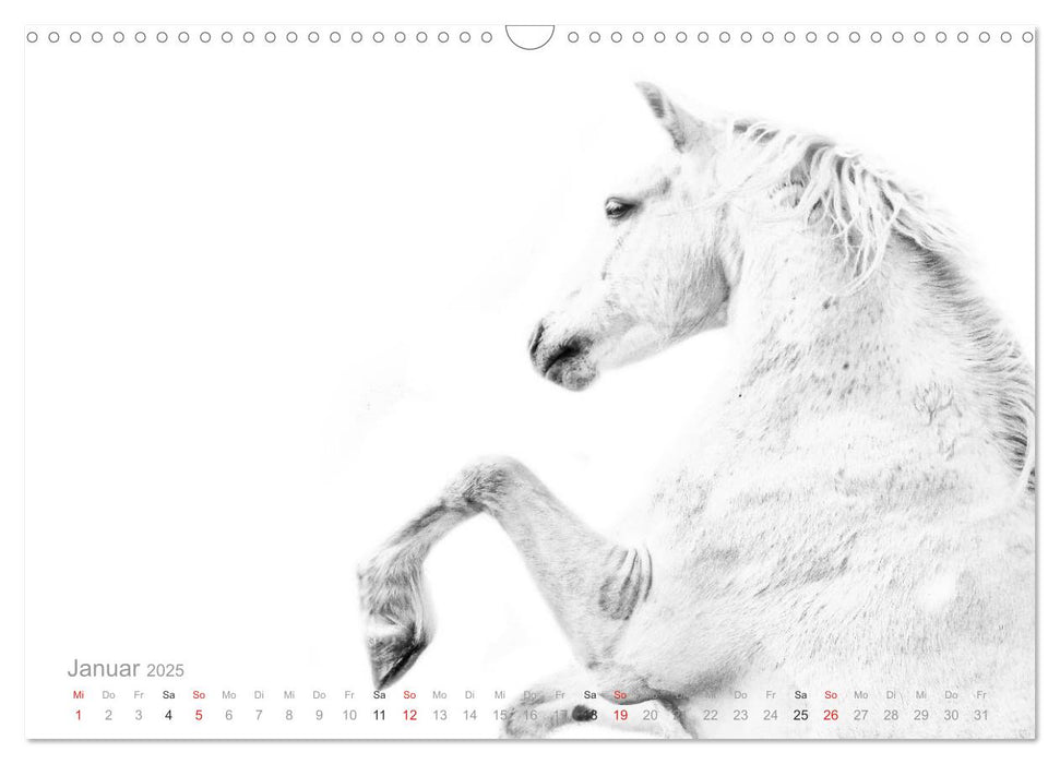 Pferde ON WHITE (CALVENDO Wandkalender 2025)