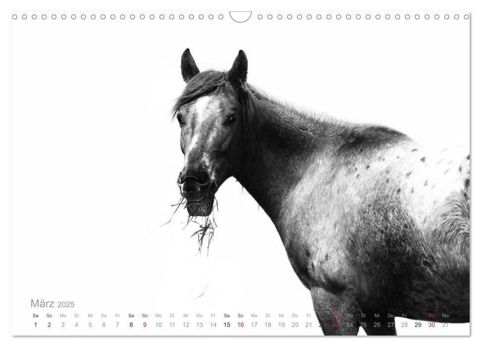 Pferde ON WHITE (CALVENDO Wandkalender 2025)