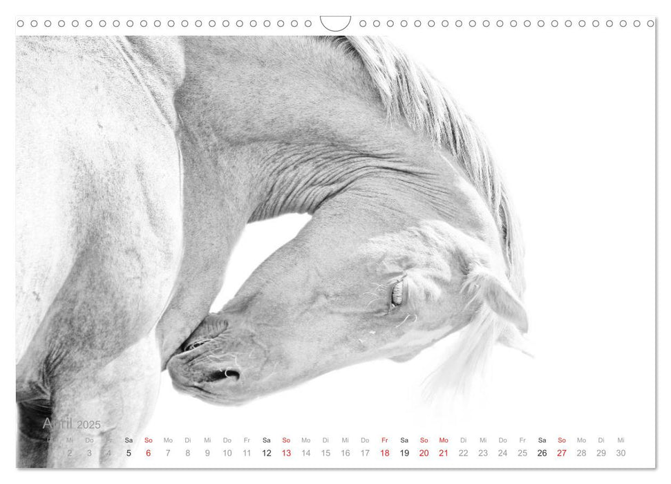 Pferde ON WHITE (CALVENDO Wandkalender 2025)