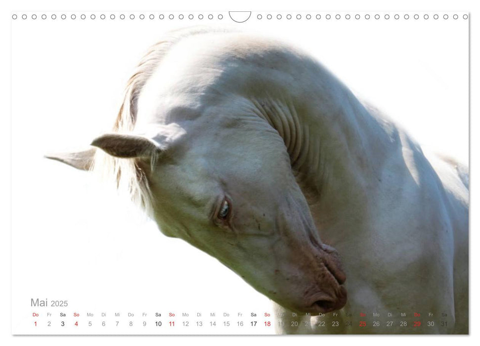 Pferde ON WHITE (CALVENDO Wandkalender 2025)