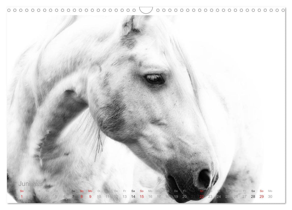 Pferde ON WHITE (CALVENDO Wandkalender 2025)