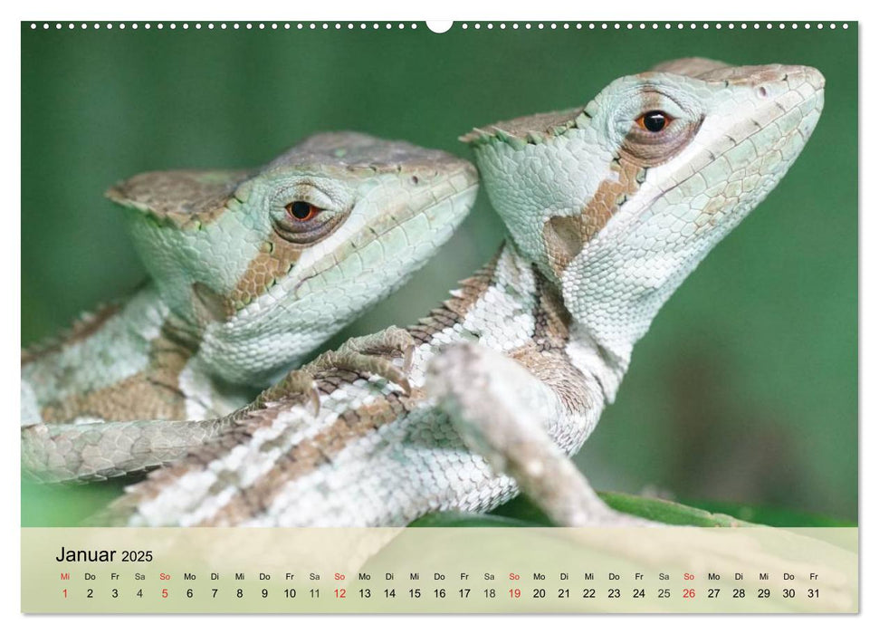 Bunte Frösche und kleine Reptilien (CALVENDO Premium Wandkalender 2025)