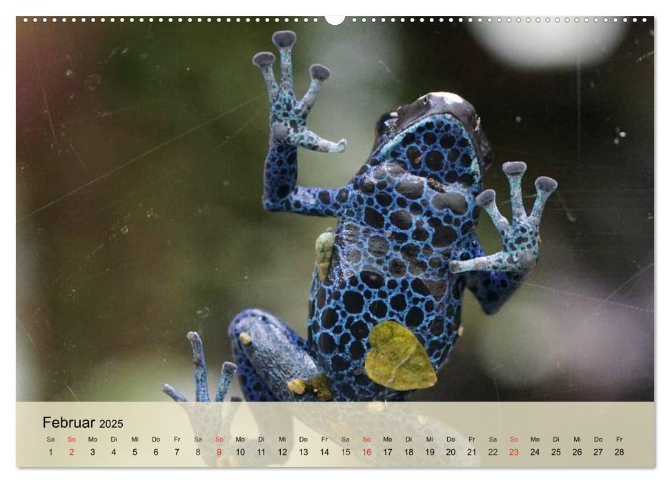 Bunte Frösche und kleine Reptilien (CALVENDO Premium Wandkalender 2025)