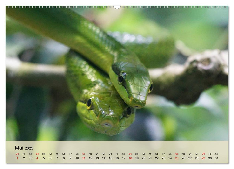 Bunte Frösche und kleine Reptilien (CALVENDO Premium Wandkalender 2025)