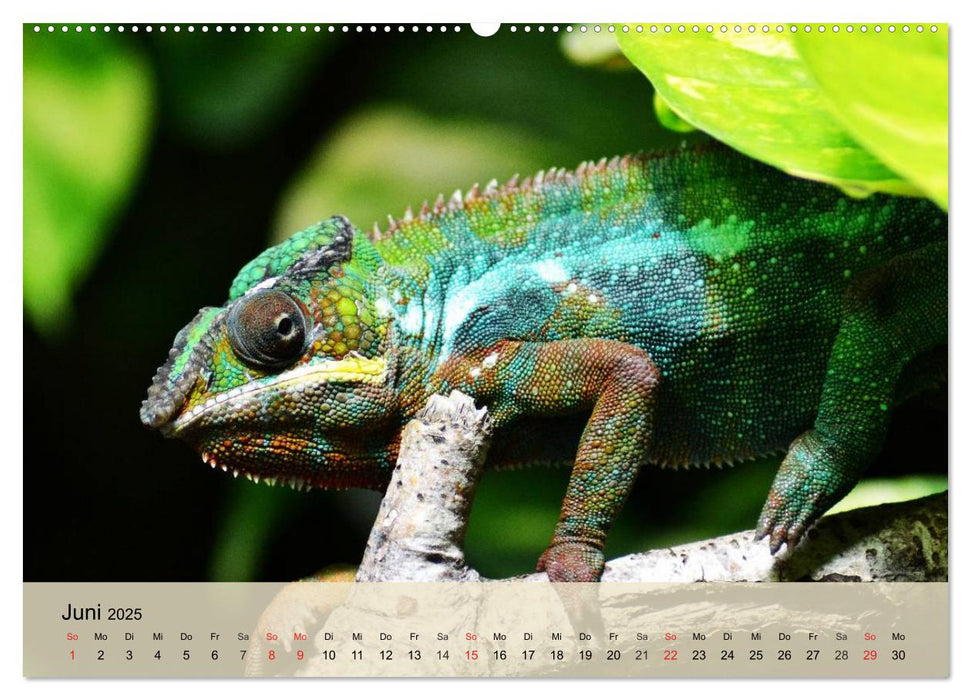 Bunte Frösche und kleine Reptilien (CALVENDO Premium Wandkalender 2025)