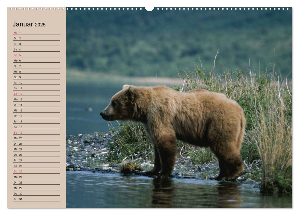 Bären. Unterwegs mit Meister Petz (CALVENDO Premium Wandkalender 2025)