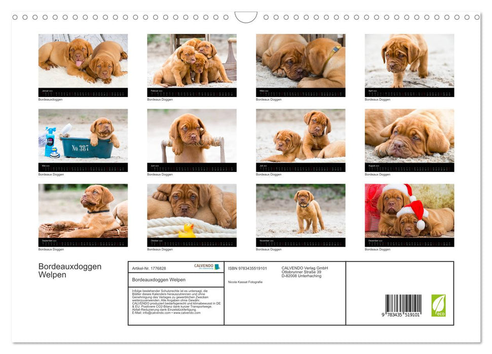 Bordeauxdoggen Welpen (CALVENDO Wandkalender 2025)