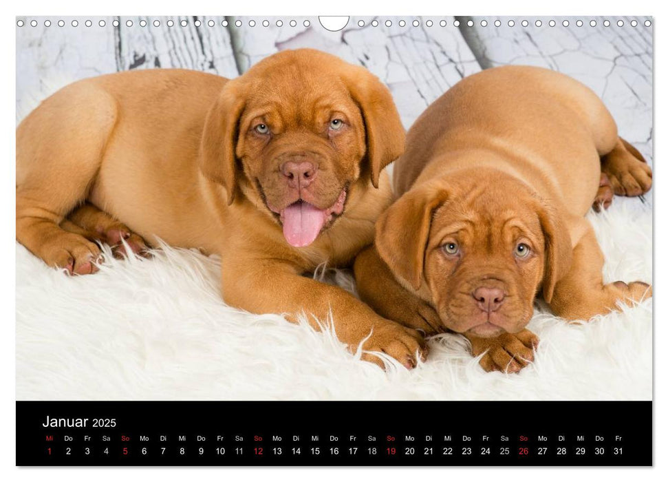 Bordeauxdoggen Welpen (CALVENDO Wandkalender 2025)