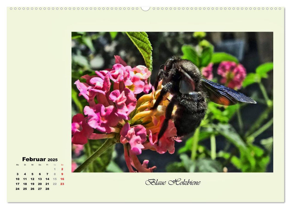 Blumen-Besucher - selten und zauberhaft (CALVENDO Premium Wandkalender 2025)