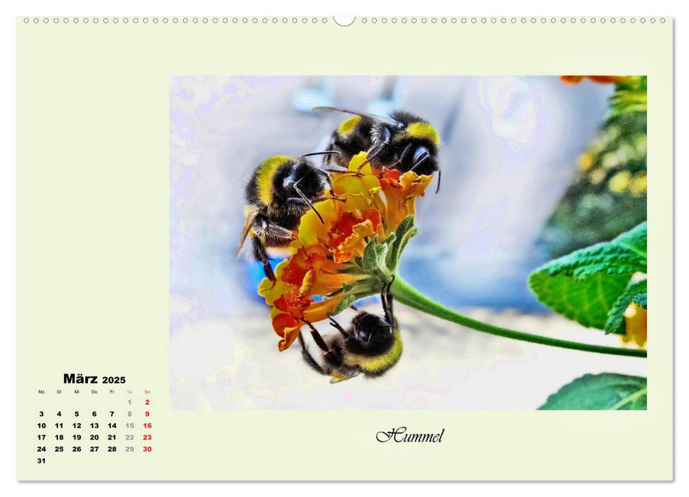 Blumen-Besucher - selten und zauberhaft (CALVENDO Premium Wandkalender 2025)