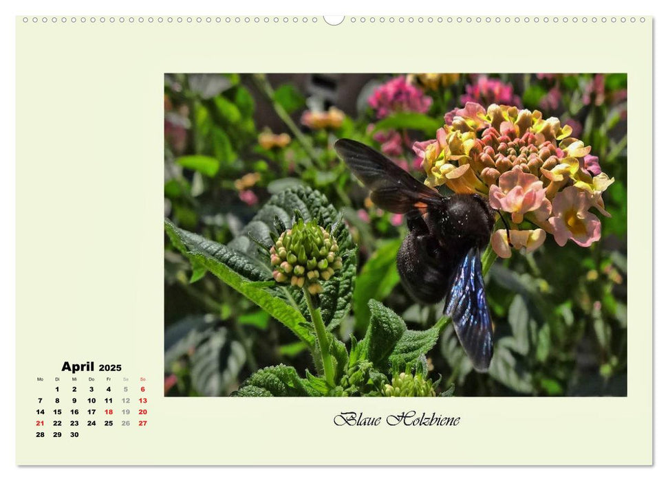 Blumen-Besucher - selten und zauberhaft (CALVENDO Premium Wandkalender 2025)