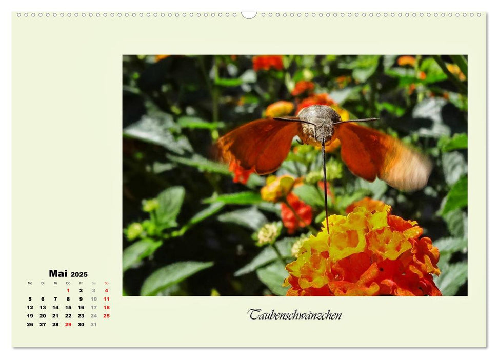 Blumen-Besucher - selten und zauberhaft (CALVENDO Premium Wandkalender 2025)