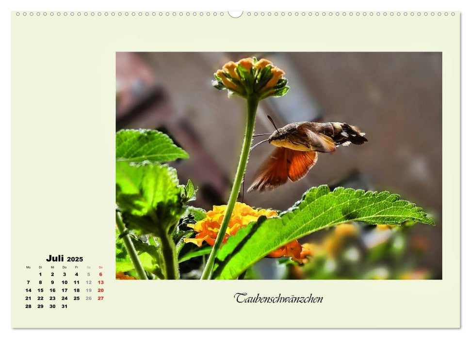 Blumen-Besucher - selten und zauberhaft (CALVENDO Premium Wandkalender 2025)