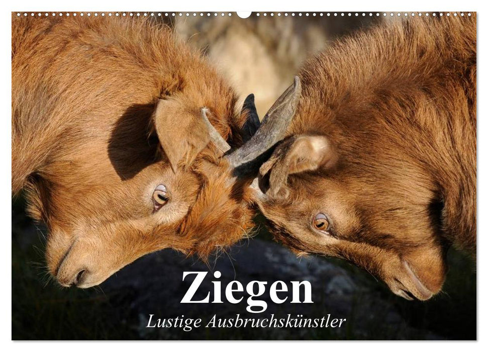 Ziegen. Lustige Ausbruchskünstler (CALVENDO Wandkalender 2025)