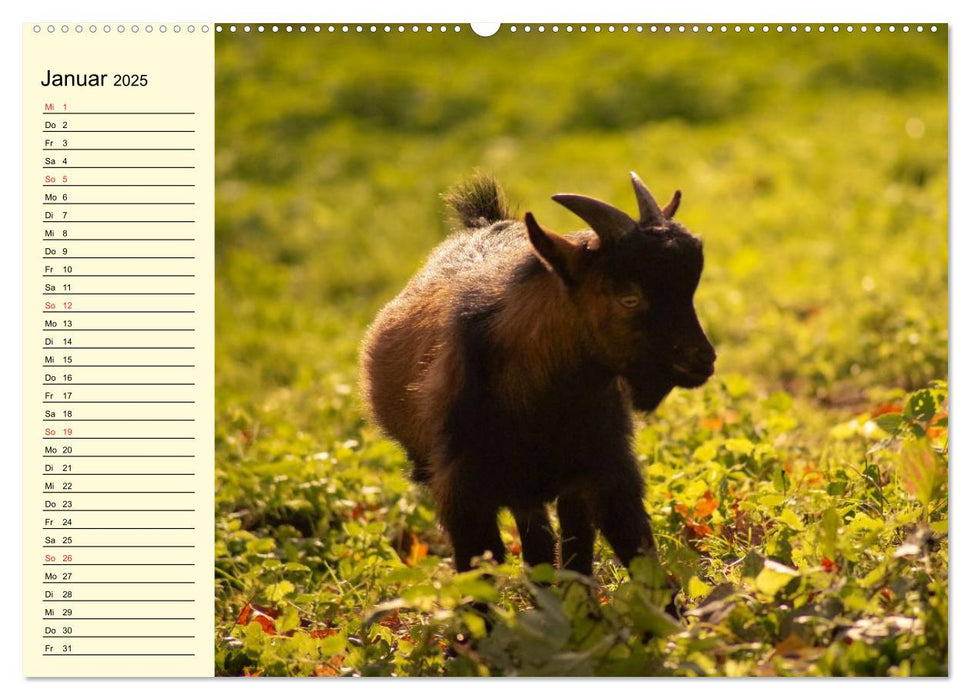 Ziegen. Lustige Ausbruchskünstler (CALVENDO Wandkalender 2025)