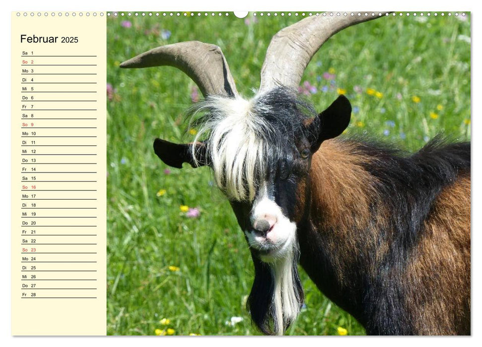 Ziegen. Lustige Ausbruchskünstler (CALVENDO Wandkalender 2025)