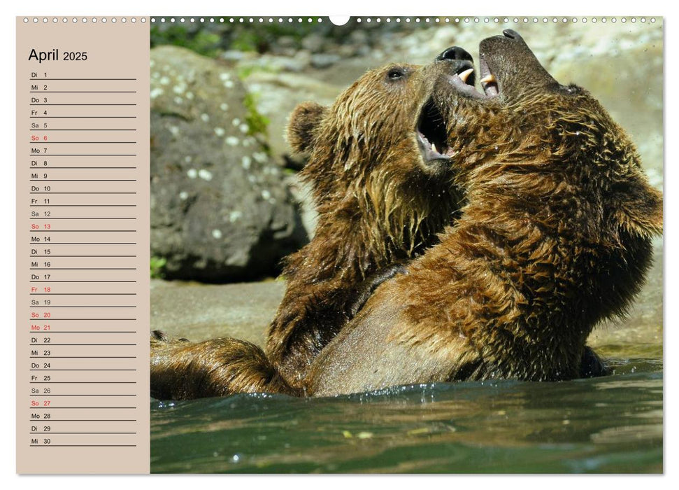 Bären. Unterwegs mit Meister Petz (CALVENDO Wandkalender 2025)