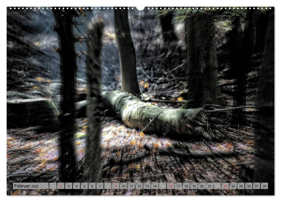 Spaziergang durch den Zauberwald (CALVENDO Premium Wandkalender 2025)