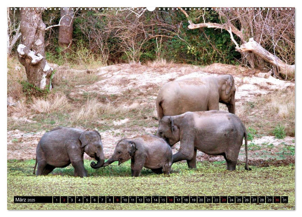 Sri Lanka - Highlights (CALVENDO Wandkalender 2025)