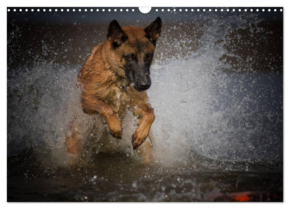 Malinois lieben Wasser (CALVENDO Wandkalender 2025)