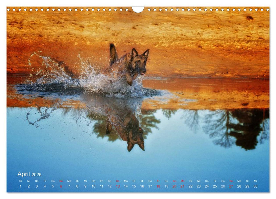 Malinois lieben Wasser (CALVENDO Wandkalender 2025)