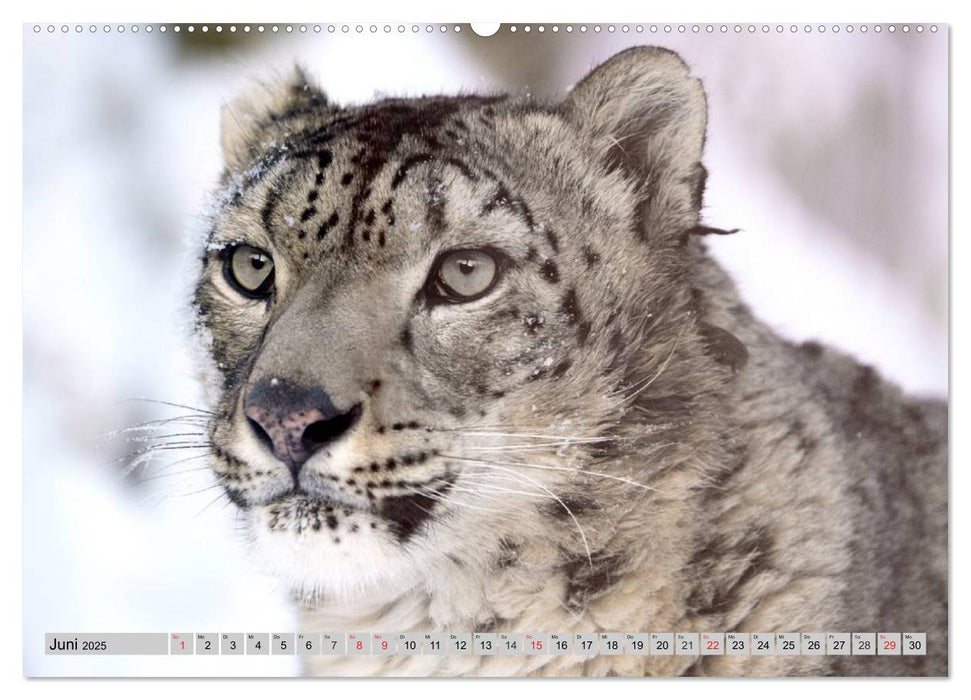 Schneeleoparden. Perfekte Raubkatzen-Schönheiten (CALVENDO Premium Wandkalender 2025)